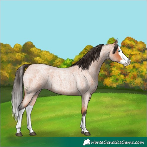 Horse Color:Bay Roan Splash