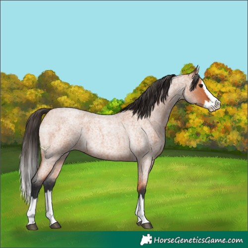 Horse Color:Bay Roan Splash 