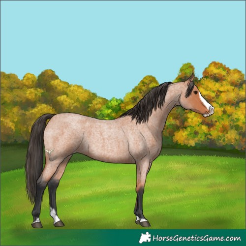 Horse Color:Bay Roan Splash 