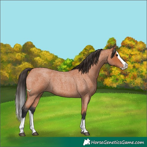 Horse Color:Bay Roan Splash 