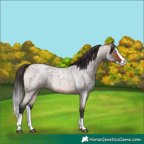 Horse Color:Bay Roan Splash
