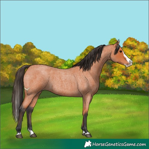 Horse Color:Bay Roan Splash 