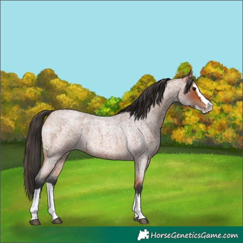 Horse Color:Bay Roan Splash 