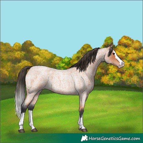 Horse Color:Bay Roan Splash