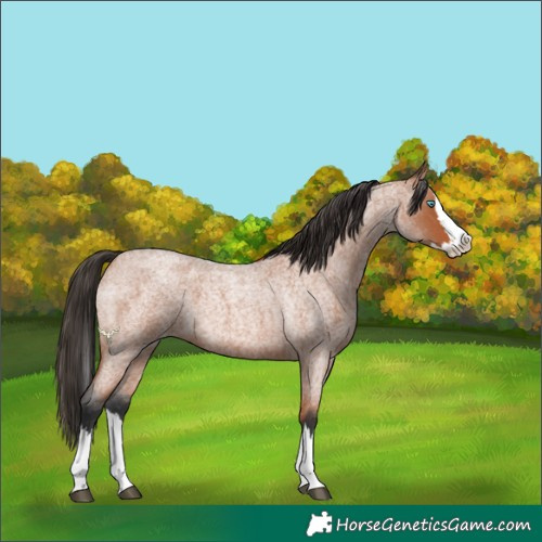 Horse Color:Bay Roan Splash