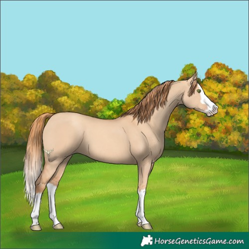 Horse Color:Gold Champagne Dun Splash