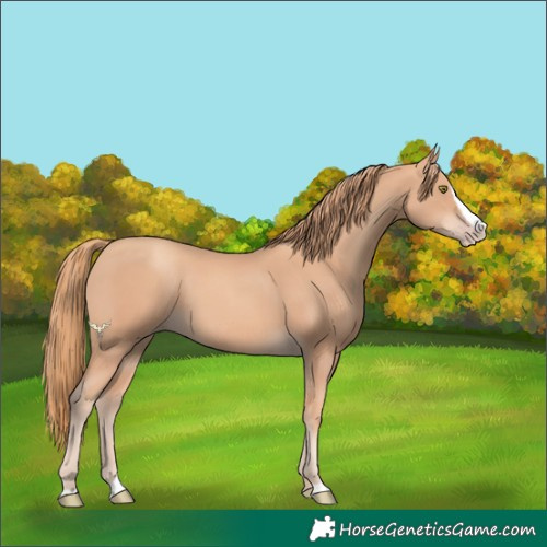 Horse Color:Gold Champagne Splash 