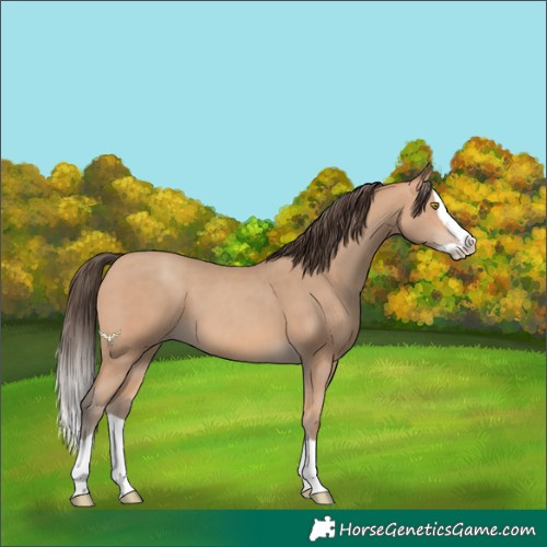 Horse Color:Amber Champagne Splash 