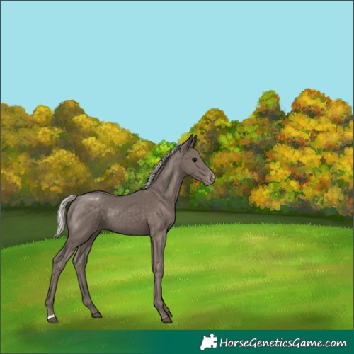 Horse Color:Silver Black Appaloosa
