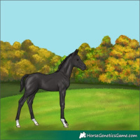Horse Color:Smoky Black 