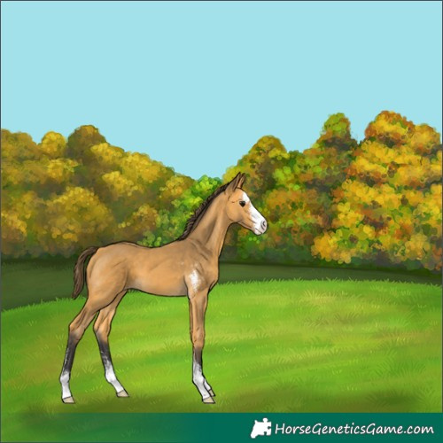 Horse Color:Buckskin Sabino Varnish 
