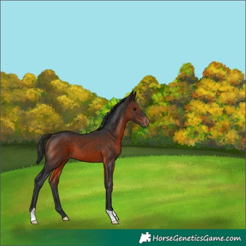 Horse Color:Brown Appaloosa 