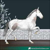 Horse Color:Brown Splash Tobiano Rabicano