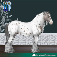 Horse Color:Brown Splash Tobiano Appaloosa Rabicano 