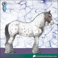 Horse Color:Brown Splash Tobiano Appaloosa Rabicano 