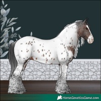 Horse Color:Brown Splash Tobiano Appaloosa Rabicano