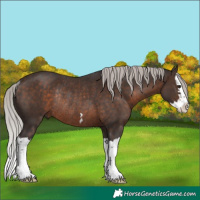 Horse Color:Silver Brown Splash Rabicano 