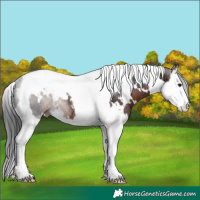 Horse Color:White Spotted Brown Splash Tobiano Rabicano 