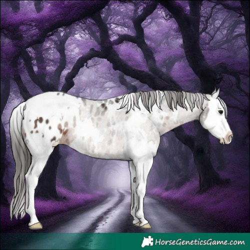 Horse Color:White Spotted Brown Splash Appaloosa Rabicano 