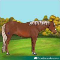 Horse Color:Chestnut 