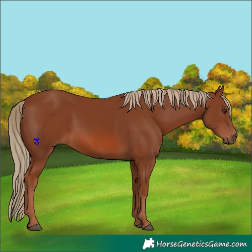 Horse Color:Chestnut 