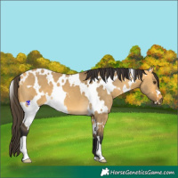 Horse Color:White Spotted Buckskin Dun 