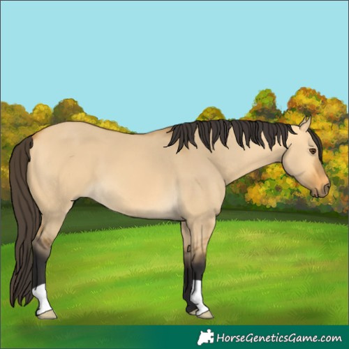 Horse Color:Buckskin Dun 