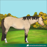 Horse Color:Buckskin Dun 