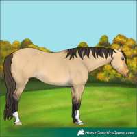Horse Color:Buckskin Dun 