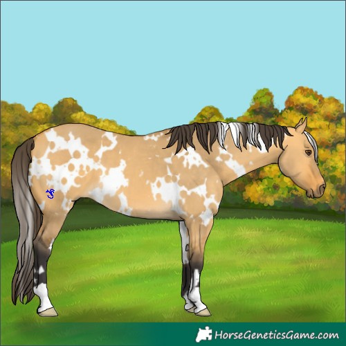 Horse Color:White Spotted Buckskin Dun