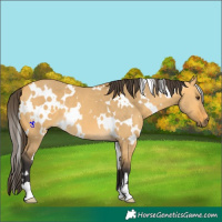 Horse Color:White Spotted Buckskin Dun 