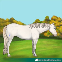 Horse Color:Perlino Dun 