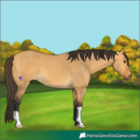 Horse Color:Buckskin Dun