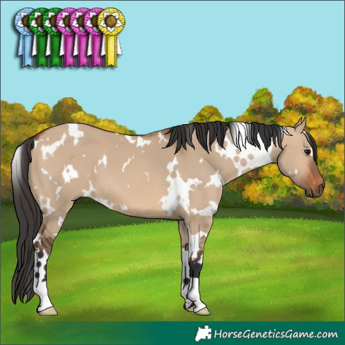 Horse Color:White Spotted Bay Dun 