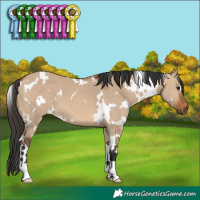 Horse Color:White Spotted Bay Dun