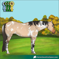 Horse Color:White Spotted Bay Dun 