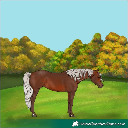 Horse Color:Silver Brown 