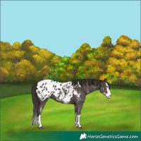 Horse Color:Liver Chestnut Sabino Splash Appaloosa 
