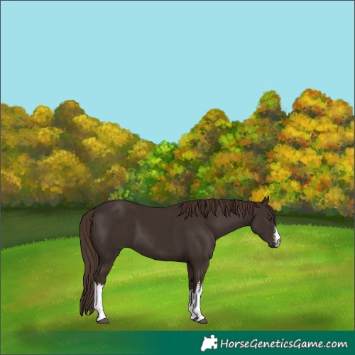 Horse Color:White Spotted Liver Chestnut
