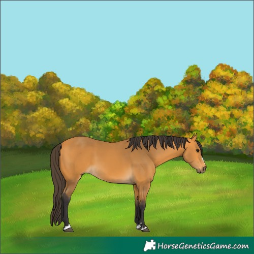 Horse Color:Buckskin 