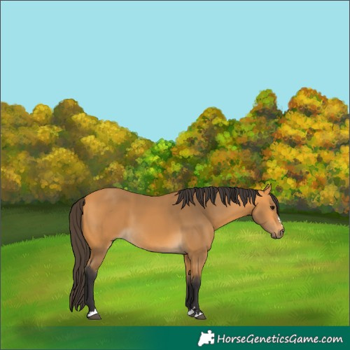 Horse Color:Buckskin 