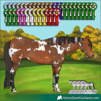 Horse Color:White Spotted Bay 
