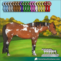 Horse Color:White Spotted Bay 