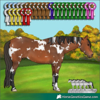 Horse Color:White Spotted Bay 