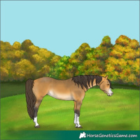 Horse Color:Buckskin 