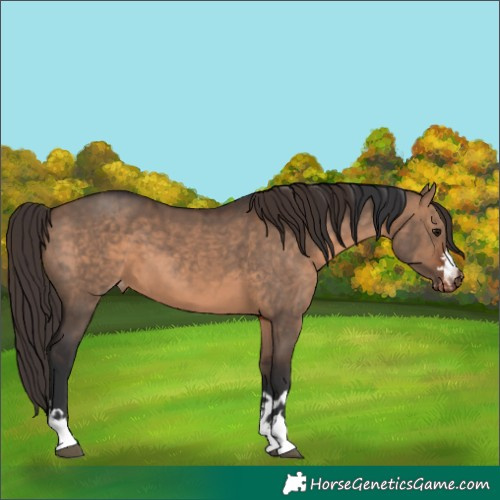 Horse Color:Brown Dun  and Brown Dun Appaloosa 