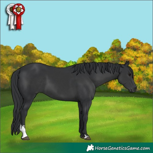 Horse Color:Black Sabino 