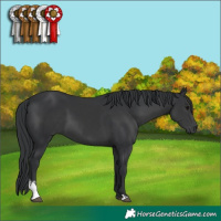 Horse Color:Black Sabino