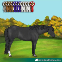 Horse Color:Black Sabino