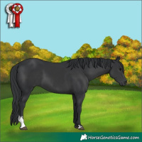 Horse Color:Black Sabino